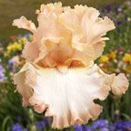 Cutting Edge - tall bearded Iris