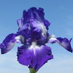 Cycles - fragrant tall bearded Iris
