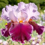 Dance Hall Dandy - tall bearded Iris