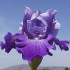 Dance Master - tall bearded Iris