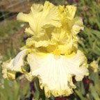 Dancing in Ruffles - tall bearded Iris