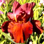 Danger - tall bearded Iris