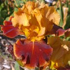 Dante's Inferno - reblooming tall bearded Iris