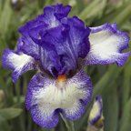 Daredevil - fragrant tall bearded Iris