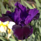 Dark Avenger - fragrant Intermediate bearded Iris