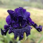 Dark Passion - fragrant tall bearded Iris