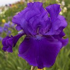 Darktown Strutter's Ball - fragrant tall bearded Iris