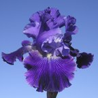 Daughter of Stars - reblooming tall bearded Iris