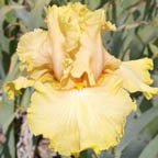 Dawning - tall bearded Iris