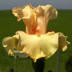 Day Glow - fragrant reblooming tall bearded Iris
