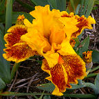 Dazzling Gold - tall bearded Iris