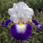 Dazzling Jewel - tall bearded Iris