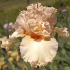 Debbie Reynolds - fragrant tall bearded Iris