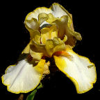 Debby Rairdon - tall bearded Iris