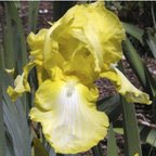 Deborah Dances - reblooming tall bearded Iris