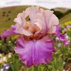 Debrenee - fragrant tall bearded Iris