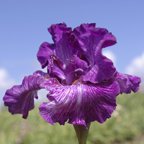 Decipher - tall bearded Iris