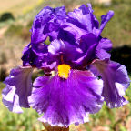 Deep Dark Secret - fragrant tall bearded Iris