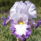Degas Dancer - tall bearded Iris