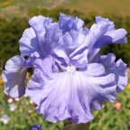 Delta Blues - fragrant tall bearded Iris