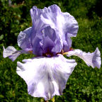 Demi Et Demi - tall bearded Iris