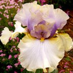 Desert Lullaby - tall bearded Iris