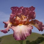 Desert Peace - tall bearded Iris