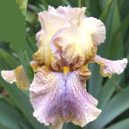 Desert Sketch - tall bearded Iris