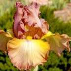 Deserts Rage - tall bearded Iris