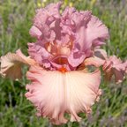 Designer Label - reblooming tall bearded Iris