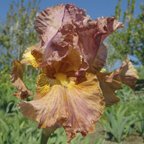 Destry Rides Again - reblooming tall bearded Iris