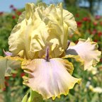 Devil David - fragrantrant tall bearded Iris