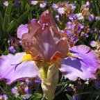 Devilish Nature - fragrant Intermediate bearded Iris