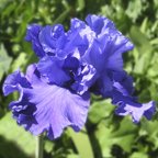 Devil's Lake - fragrant tall bearded Iris