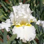 Devonshire Cream - fragrant tall bearded Iris