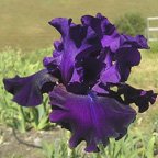 Diabolique - fragrant tall bearded Iris
