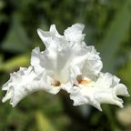 Diamond Lil - tall bearded Iris