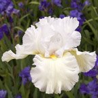 Diamond Mountain - tall bearded Iris