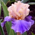 Different Approach - tall bearded Iris