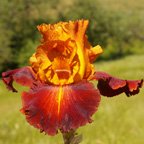 Different Flavors - tall bearded Iris