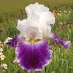 Dime A Dance - fragrant tall bearded Iris