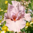 Direct Flight - tall bearded Iris