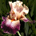Diva Do - tall bearded Iris