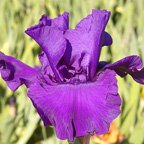 Doctor Dark - fragrant tall bearded Iris
