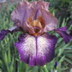 Doctor No - reblooming tall bearded Iris