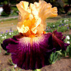 Doctor Who - fragrant tall bearded Iris