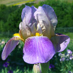 Dolly Madison - tall bearded Iris