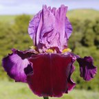 Double Agent - reblooming tall bearded Iris