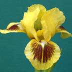 Double Byte - fragrant reblooming SDB Standard Dwarf Bearded