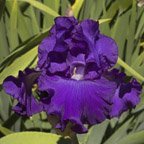 Double Dose - fragrant tall bearded Iris
